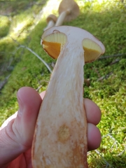 Aureoboletus projectellus