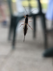 Xorides praecatorius