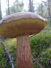 Aureoboletus projectellus