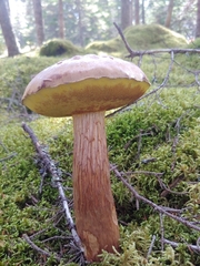 Aureoboletus projectellus