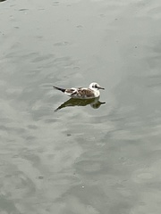 Chroicocephalus ridibundus