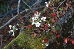 Rosa pricei