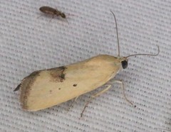 Ponometia tortricina