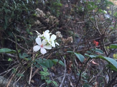Rosa pricei