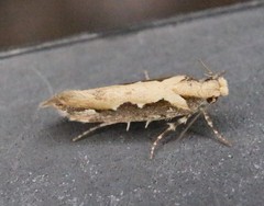 Ornativalva erubescens