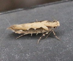 Ornativalva erubescens