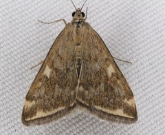 Loxostege sticticalis