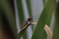 Sympetrum sanguineum