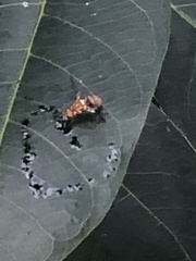 Zeugodacus cucurbitae