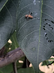 Zeugodacus cucurbitae