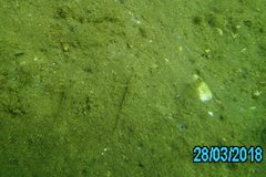 Favonigobius lateralis