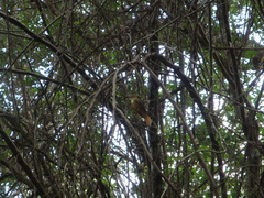 Onychorhynchus coronatus