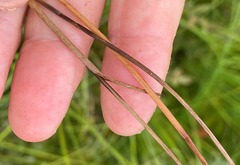 Eriophorum gracile