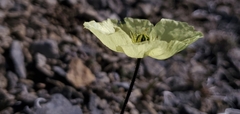 Papaver walpolei