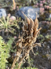 Oxytropis muricata