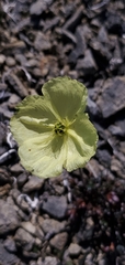 Papaver walpolei