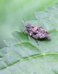 Thoradonta bengalensis