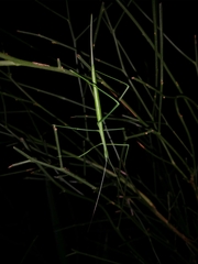 Phasmodes ranatriformis