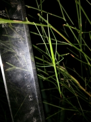 Phasmodes ranatriformis