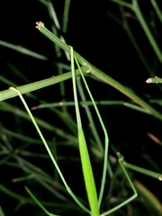 Phasmodes ranatriformis