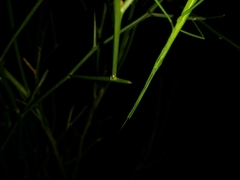 Phasmodes ranatriformis