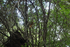 Onychorhynchus coronatus