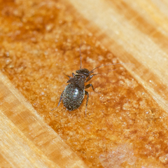 Lepinotus