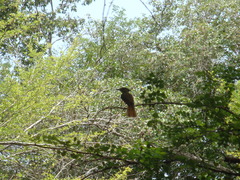 Onychorhynchus coronatus