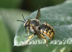 Anthidium manicatum