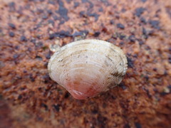 Ruditapes philippinarum