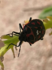 Eurydema herbacea