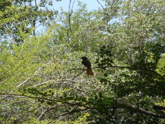 Onychorhynchus coronatus