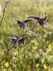 Delphinium triste
