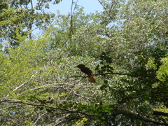 Onychorhynchus coronatus