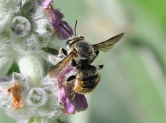 Anthidium manicatum