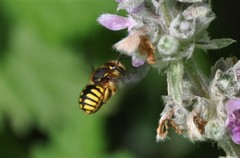 Anthidium manicatum