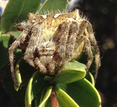 Backobourkia brouni