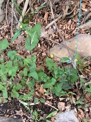 Sonchus oleraceus