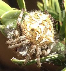 Backobourkia brouni