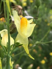 Linaria vulgaris