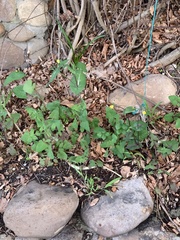 Sonchus oleraceus