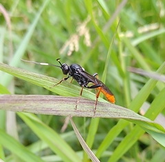 Amblyjoppa fuscipennis