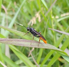 Amblyjoppa fuscipennis