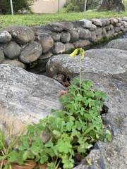 Oxalis pes-caprae