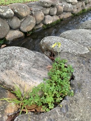 Oxalis pes-caprae