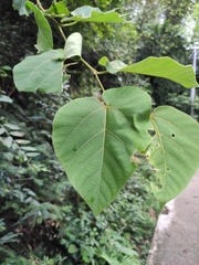 Vernicia fordii