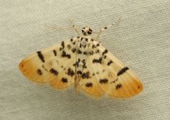 Pycnarmon alboflavalis