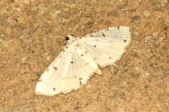 Pycnarmon cribrata