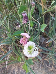 Capparis spinosa