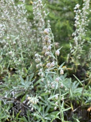 Artemisia lagocephala
